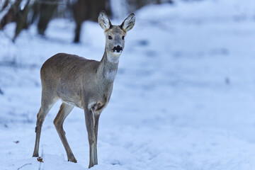 Roe deer in the snow