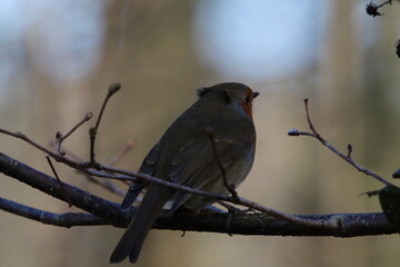 A stunning animal portrait of a Robin Redbreast in the forest