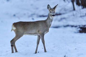Fototapeta premium Roe deer in the snow
