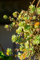 Succulent in the garden in the sunlight