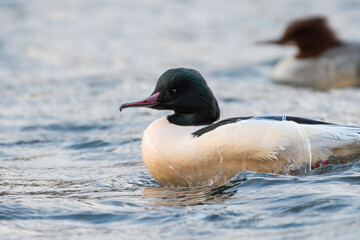 Male goosander or common merganser (Mergus merganser), Edinburgh, Scotland.