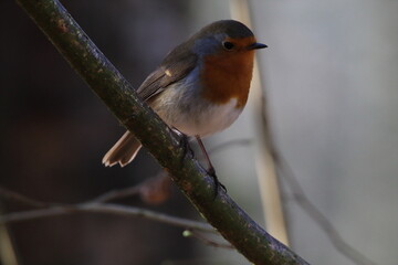 A stunning animal portrait of a Robin Redbreast in the forest