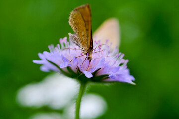 Makro
