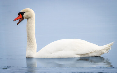 White swan. A mute swan (Cygnus olor) is a large swan with wholly white plumage. Swan has an orange beak bordered with black. The mute swan is talking with others.