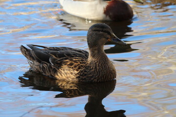 A stunning portrait of a duck at the lake