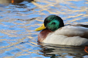 A stunning portrait of a duck at the lake