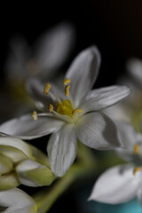 White star flower blossoming close up botanical background ornithogalum family asparagaceae big size high quality print