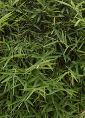 Grass leaves green for backgrounds