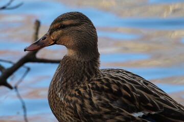 A stunning portrait of a duck at the lake