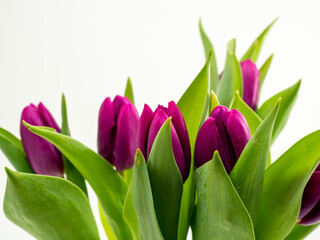 Tulips on a white background. Purple tulips. Close-up.