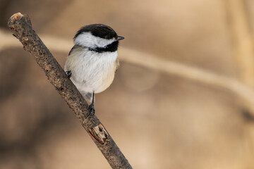 Black-capped chickadee