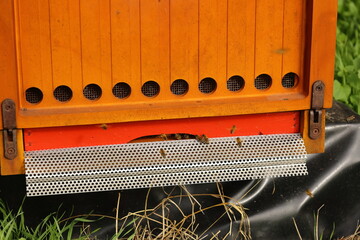Flugbetrieb mit Bienen vor einem Bienenstock