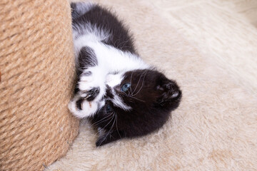 A little kitten plays with a scratching post