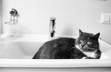 A series of photographs of a domestic cat in black and white. The cat sleeps in a washbasin, pet's favorite place