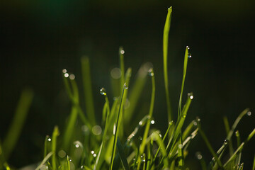 Dewdrops