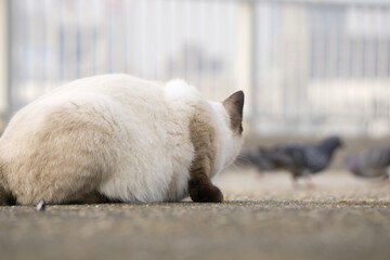 Fototapeta premium 鳩を狙う野良猫 匍匐前進
