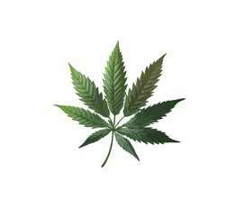 Flat image of a cannabis leaf against white background. Vector illustration
