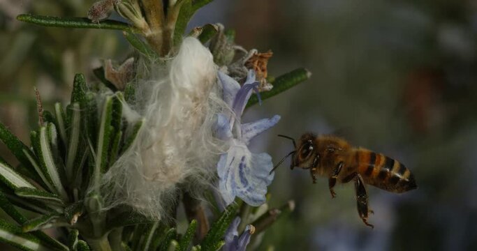 Abeille en ultra slow motion (600 fps) se posant sur une fleur de romarin, butinant puis s&rsquo;envolant.