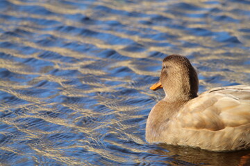 A stunning portrait of a duck at the lake