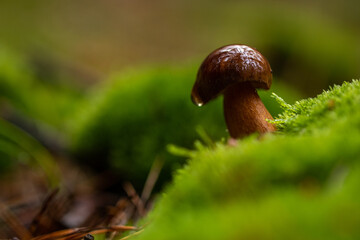 Isolated mushroom in a forest