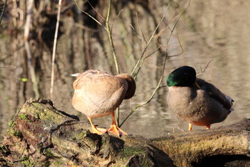 A stunning portrait of a duck at the lake