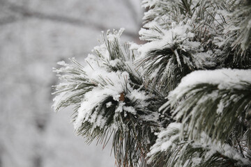 Iced bush branches in winter season	