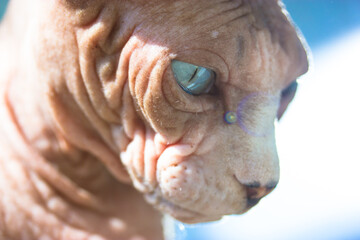 Naklejka premium Beautiful gray blue-eyed bald Canadian Sphynx kitty white muzzle portrait on light blue background. Amazing cat in the interior. International Cat Day. A serious look into a camera. Lovely pet indoors