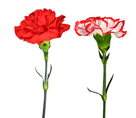 Red carnation flowers or dianthus isolated on transparent background, PNG.