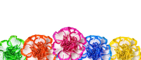 Carnation flowers isolated on transparent background, PNG.