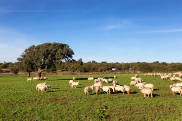 Fototapeta na wymiar Herd of Sheep in a green farm field in countryside. Sardinia, Italy. Sunny Fall Season Day.