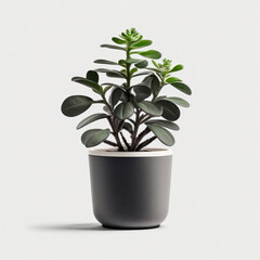 Obraz premium Home Plant in Pot Illustration Generative AI