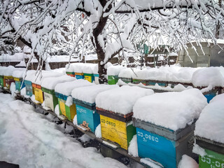 Bee hives in the winter frozen under snow