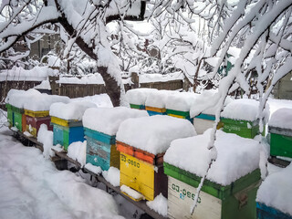 Bee hives in the winter frozen under snow