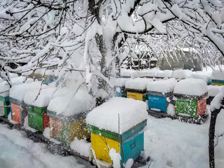 Bee hives in the winter frozen under snow