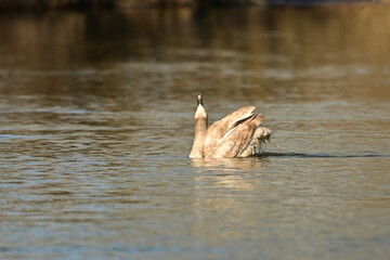 Junger Höckerschwan - Swan - Cygnus olor