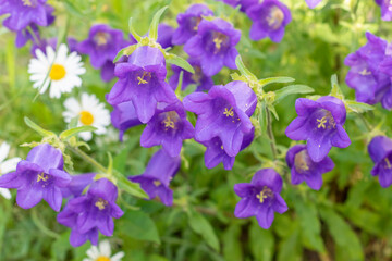 Blue bells bloom in the garden in summer