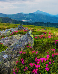 blossoming pink rhododendron flowers, amazing panoramic nature scenery