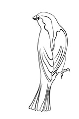 Sparrow line illustration