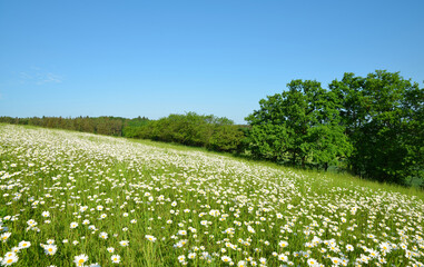 Spring landscape in Czech Republic. Marguerite daisies on meadow in sunny day.