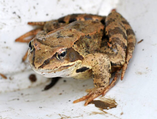 Grass frog (Rana temporaria) in nature