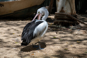 Australian Pelican (Pelecanus conspicillatus)