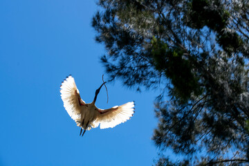 Australian White Ibis (Threskiornis Molucca)