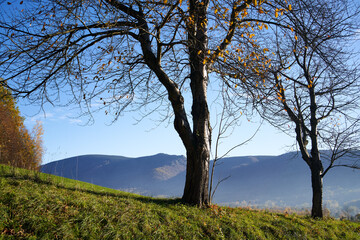 Fototapeta na wymiar Trees in sunny autumn landscape
