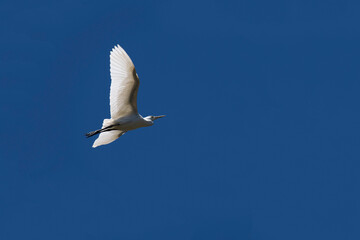 Egret (Ardea alba)