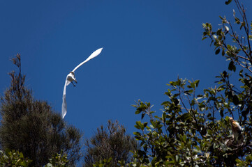Egret (Ardea alba)