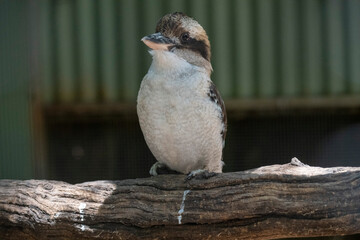 Laughing Kookaburra (Dacelo novaeguineae)