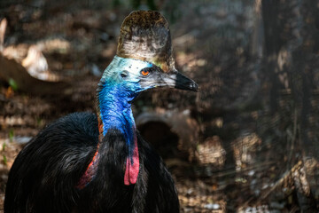Southern Cassowary (Casuarius casuarius)