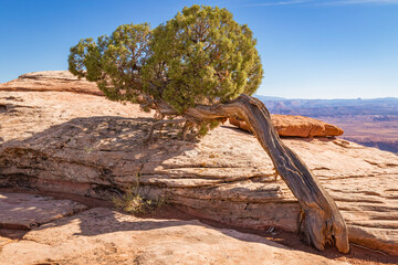 Leaning Utah juniper tree in the desert sandstone of Arches National Park Utah.