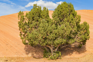 Bristlecone pine tree in the sandstone of Arches National Park Utah