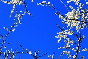 white Plum flowers blooming on the branches with blue sky background at sunny winter
